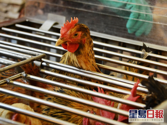 丹麥及波蘭爆禽流感╴本港暫停進口上述地區之禽產品。資料圖片