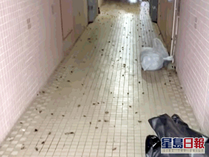 大埔一名邋遢鄰居清理單位時,其居所即湧出「小強」大軍。影片截圖