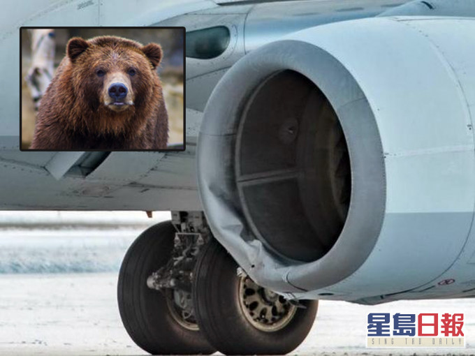 美國客機降落時撞到棕熊母子，母熊當場慘死小熊幸存。ap / unsplash圖