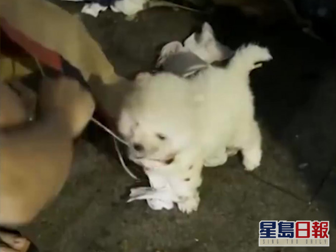 女子垃圾站發現被遺棄狗狗,狗狗全身被塗滿膠水 不停抽搐。
