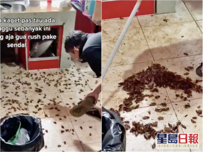 印尼網民的廚房湧現逾百隻蟑螂。網圖