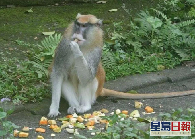 台北市立木柵動物園紅猴「男道」周一逃出後,仍未尋回。木柵動物園圖片