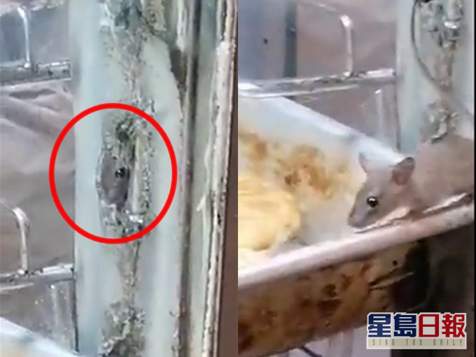 老鼠潛入食店麵包櫃偷食,網民稱職員趕走老鼠了事。影片截圖