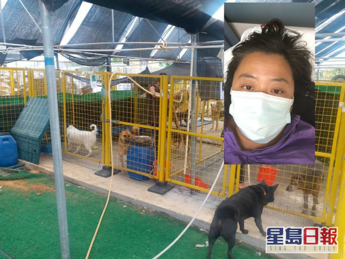 收容所呼吁义工协助照顾动物。Kelly Animals Shelter专页图片