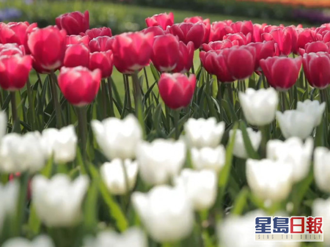 荷蘭南部著名的庫肯霍夫花卉公園透過IG帳號visitkeukenhof發布影像及照片。(網圖)