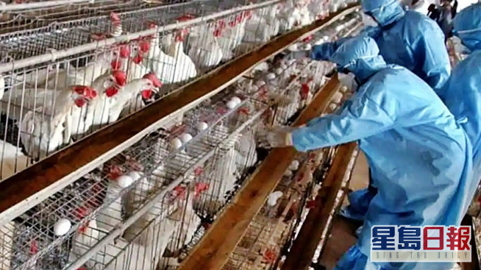 印度禽流感導致當地大量鳥類死亡。AP資料圖片