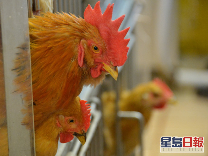 衞生防護中心提醒市民到內地避免接觸禽鳥或其糞便。資料圖片