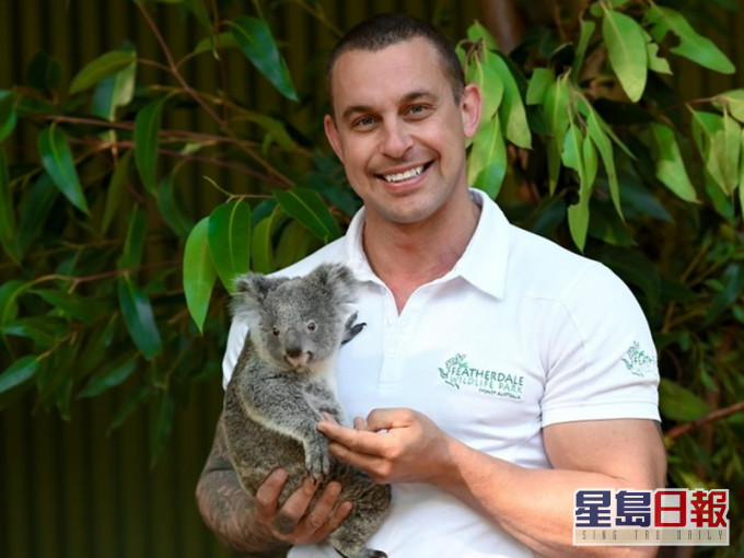 逃过火灾一劫又遭逢疫情,澳洲动物园树熊或面临断粮危机。Featherdale Wildlife Park图