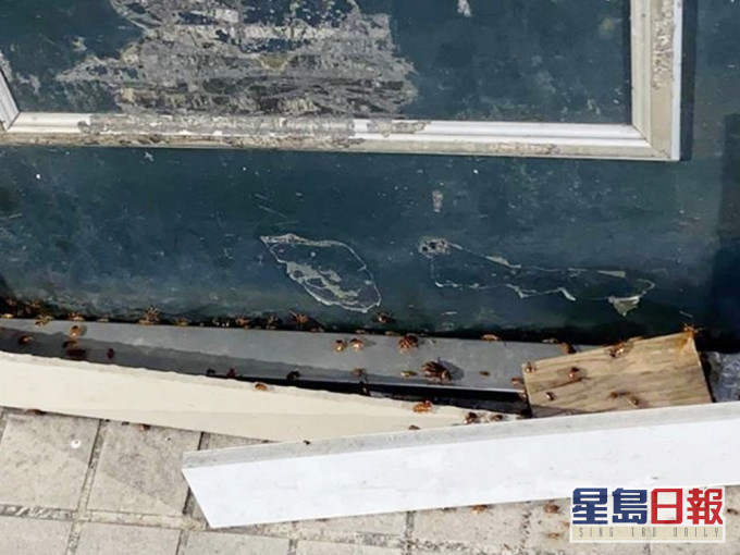 楼下的邻居卫生恶劣,长期出现蟑螂大军。我是中和人FB图片