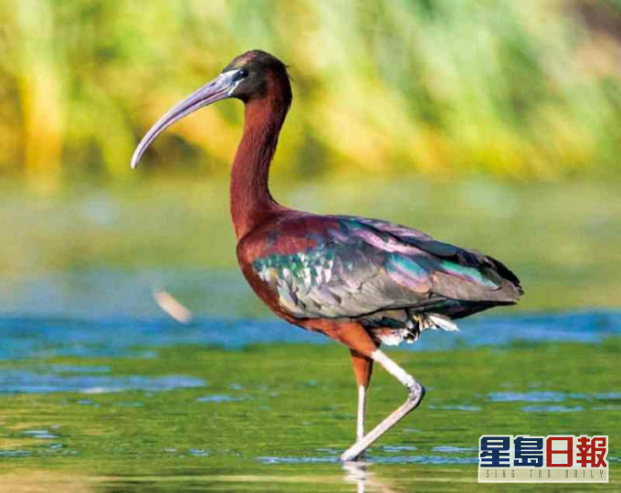 彩䴉近日再被發現現身雲南大理。網圖