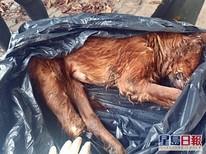 狗狗慘遭虐殺。RCAP 拯救遺棄寵物中心