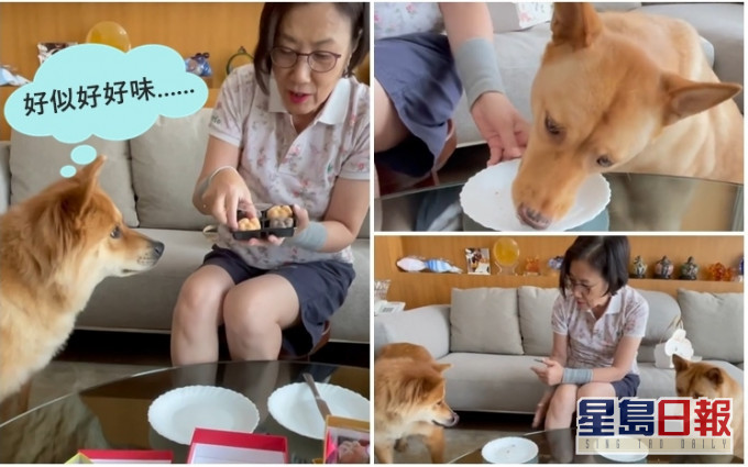 阿姐拍片分享兩愛犬食月餅的過程。