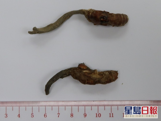 疑假「金蝉花」。衞生署图