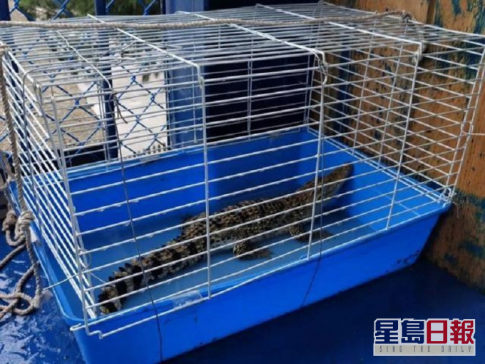 山東濟南屋苑後院出現鱷魚。網上圖片