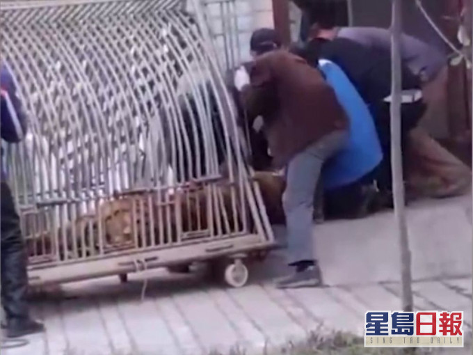 動物園工人轉運老虎時被咬傷。