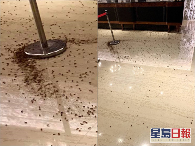 逾千隻蟑螂亂竄。台北市議員王欣儀FB圖片