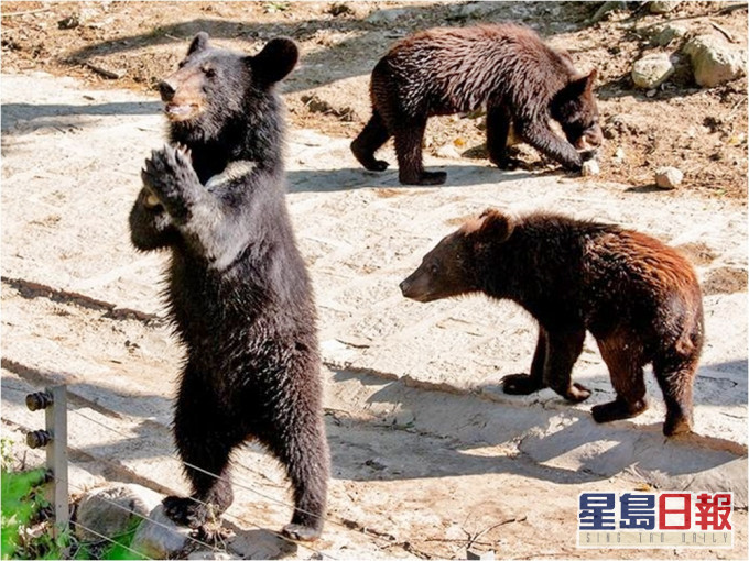 網傳河南動物園員工假扮黑熊，令園方哭笑不得，急忙澄清是真熊。示意圖、網圖