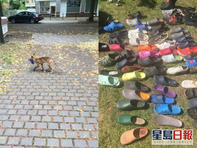 德國一隻狐狸偷走過百對鞋。FHackenbruch
圖片
