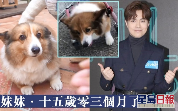 張敬軒的愛犬妹妹去年確診上漸凍症。