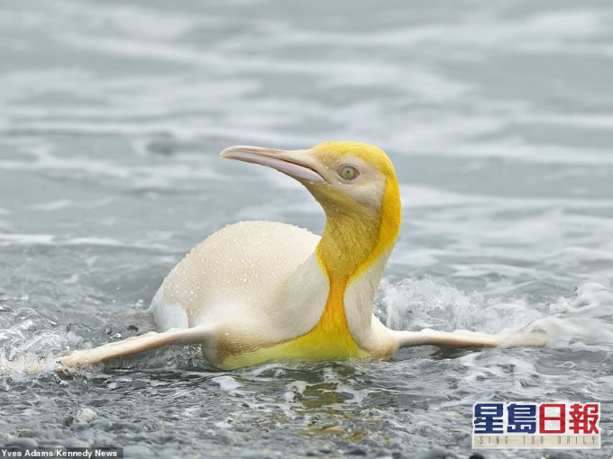 攝影師於南喬治亞島發現黃色企鵝。網圖