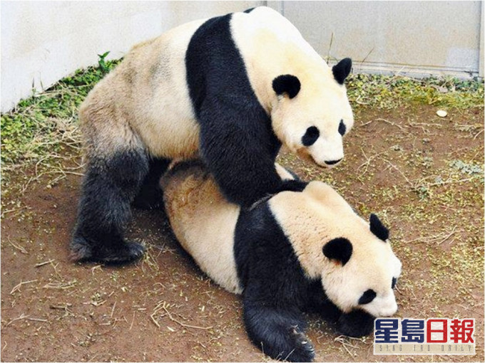 居住於上野動物園的兩隻熊貓近日交配成功，有望再誕熊貓寶寶。上野動物園圖片