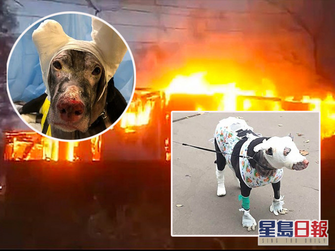 俄罗斯一只怀孕狗勇闯火场救出4名病人因此被烧伤。(网图)