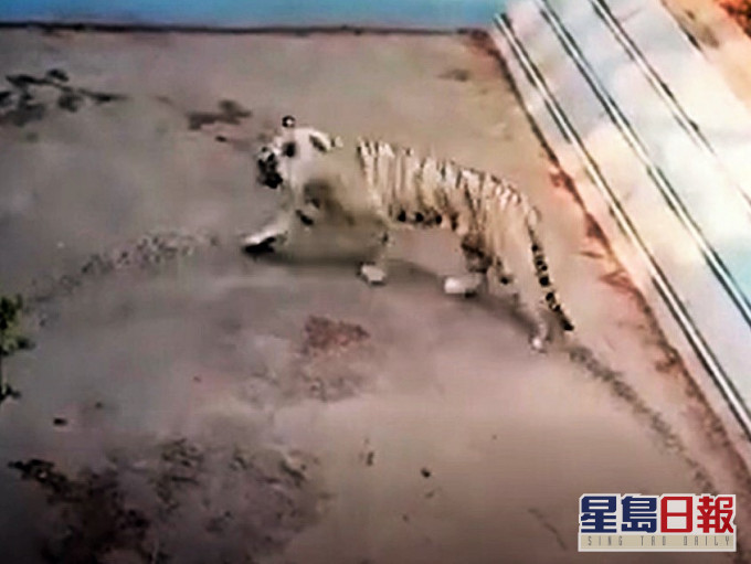 北京动物园老虎遭揭疯狂转圈疑患抑郁。影片截图