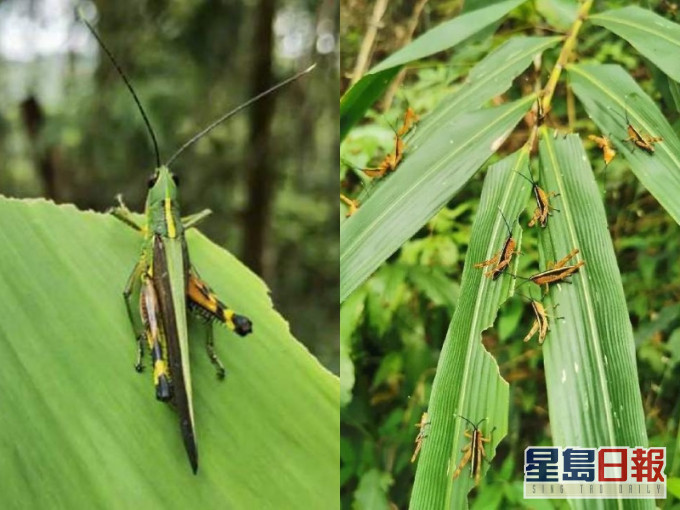 黄脊竹蝗入侵云南后,已波及13.5万亩土地。网图