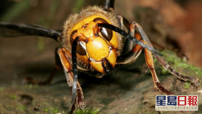 侵略性巨大的「殺人大黃蜂」（murder hornets）。網上圖片