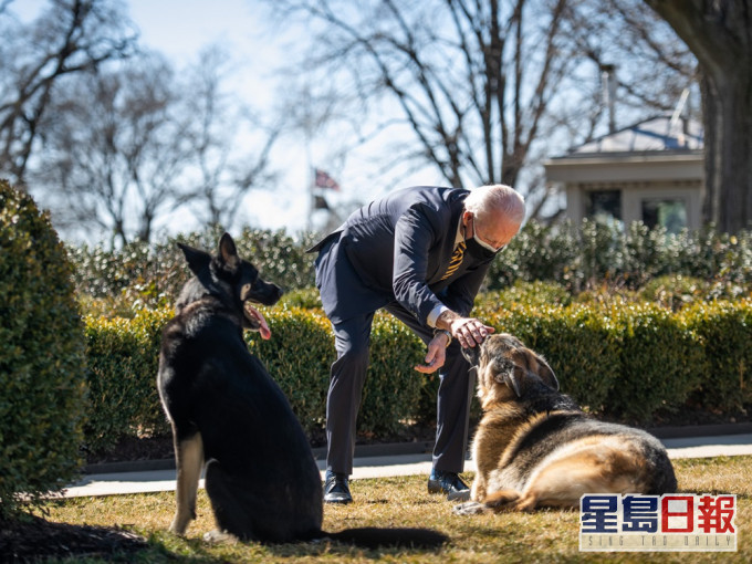「少校」是拜登養的兩條德國牧羊犬中較小的一條。白宮圖片