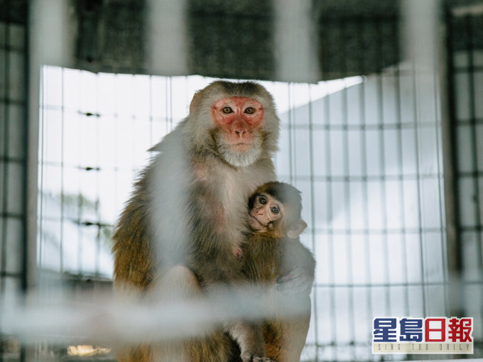 美國大約有2.2萬隻實驗猴,包括恆河猴。(網圖)