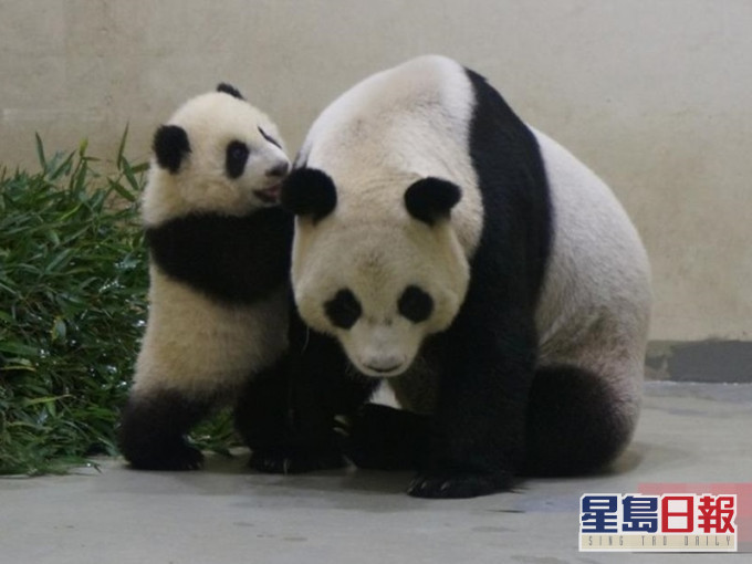 圓圓與女兒圓仔。網圖