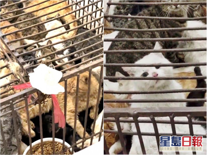 數百隻貓咪被困在籠中,有些出現「應激反應」。網圖
