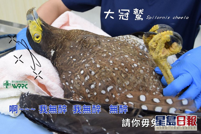 大冠鹫醉得双眼发直,令人哭笑不得。野生动物急救站FB