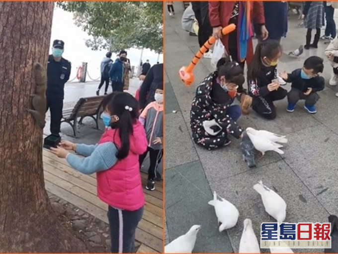 遊客餵動物。網圖