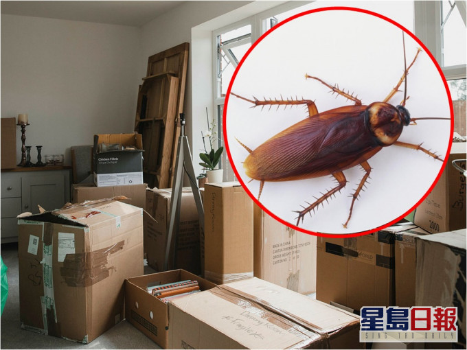 印度人妻因害怕蟑螂,3年內連換18個住所。網圖