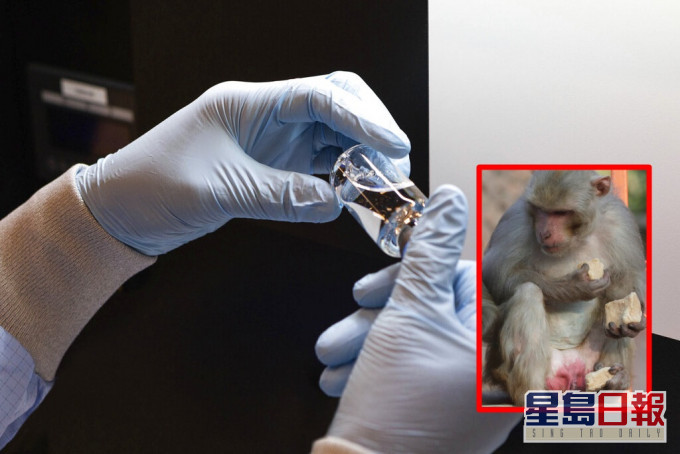 美國科學家用猴子進行實驗。AP