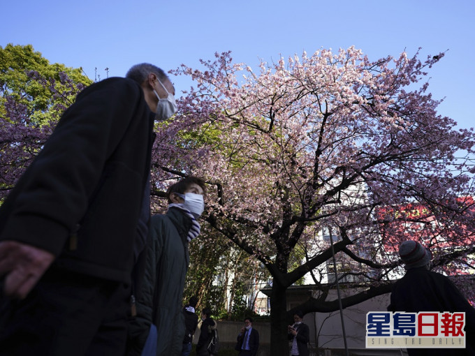 東京多個賞櫻熱點人煙稠密。AP圖片