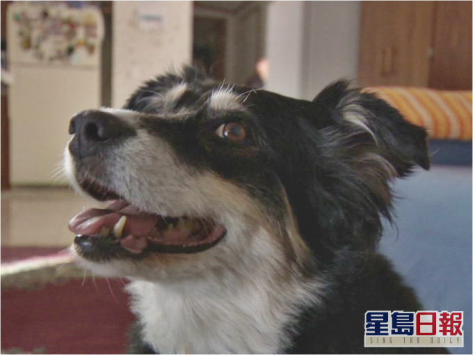 美國一隻牧羊犬繼承了主人500萬美元的遺產。網圖