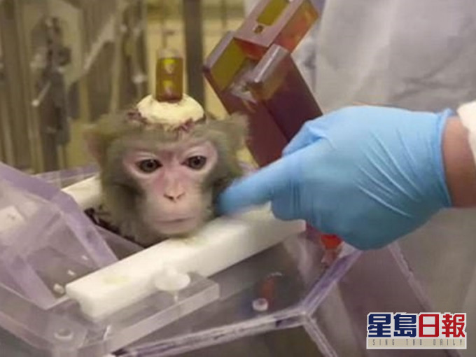 大學在猴子的頭骨上鑽孔,並植入電極棒進行實驗。網圖