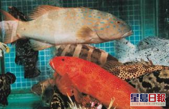 愈大条的海鱼所含的毒素愈高。网上图片