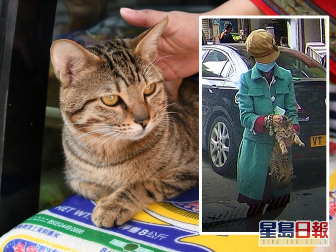 有行車紀錄儀拍到一名女子偷走貓女Lily。資料圖片