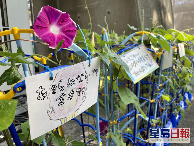 不少奥运场馆前,沿途都摆满了一盘盘牵牛花。记者梁柏琛东京直击