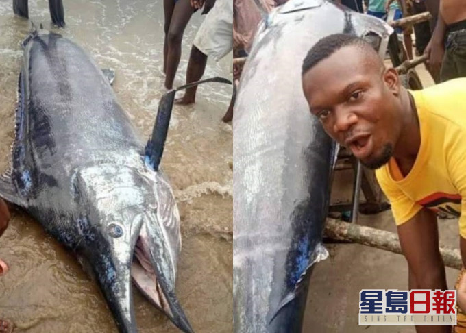 尼日利亞男子捕獲3米長大魚後,高興得與村民一同分吃。AfricaFactsZone twitter圖片