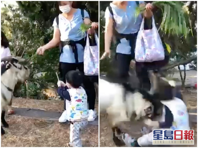 一名約3歲小朋友餵羊時,被羊快速衝撞倒地。影片截圖