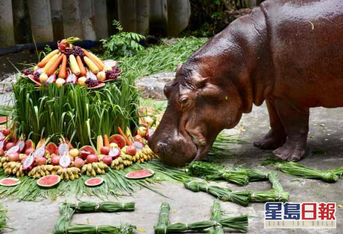 節目已經介紹過河馬及馬來貘等動物。fb