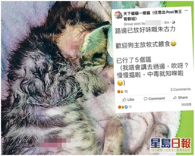 有網民聲言要為被咬死的幼貓報仇。「天下貓貓一樣貓」圖片