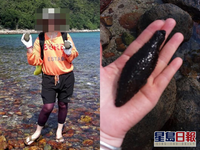 大媽橋咀島遠足挖海參遭鬧爆。香港行山遠足之友(吹水山谷)圖片