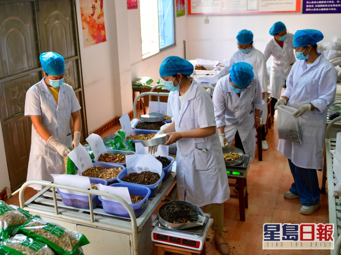 雲南的中醫醫院調配中藥治新冠肺炎。新華社圖片