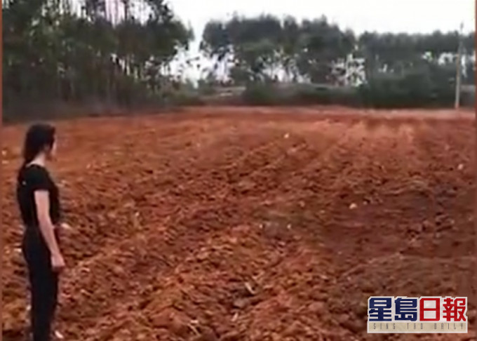 广西南宁的苏先生一家趁清明节假期扫墓，竟发现祖坟被夷平，变成了耕地。影片截图
